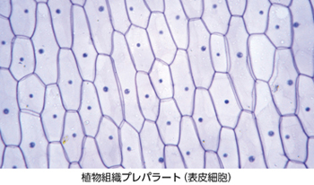 ケニスオンラインショップ － 商品詳細ページ