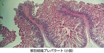 ケニスオンラインショップ － 商品詳細ページ