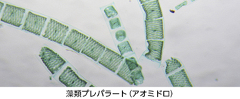 ケニスオンラインショップ － 商品詳細ページ